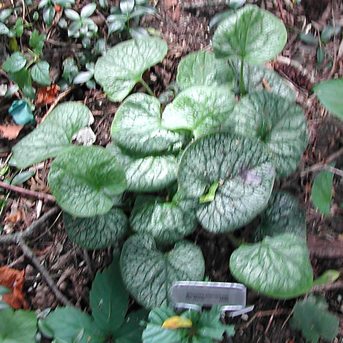 Brunnera macrophylla Mr Morse